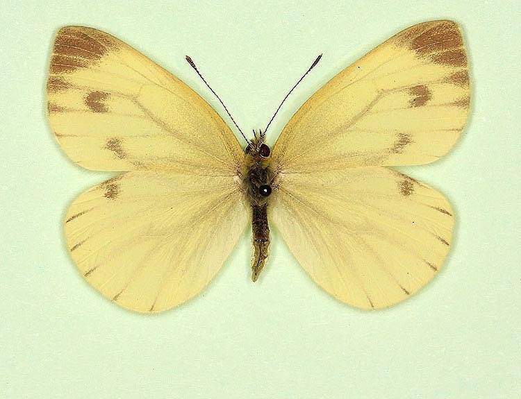 Pieris napi female (aberrant form sulphurea) (Internet Image property of respective owner, non-commercial use only)
